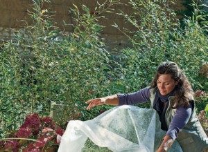 Protéger ses plantes du froid