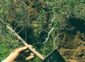 Plantation dun arbre ou arbuste