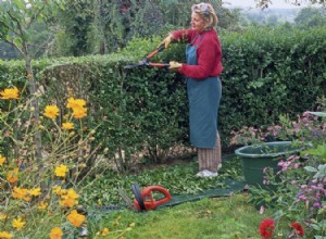 Jardin : soigner une haie abîmée