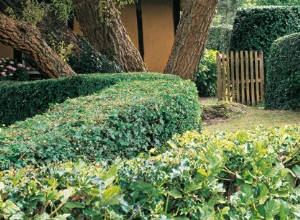 Que faire en décembre au jardin