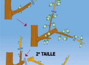 Taille (trigemme) de fructification des fruitiers (à pépins)