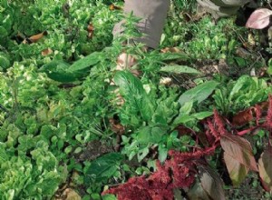 Jardin : invasion des  mauvaises  herbes