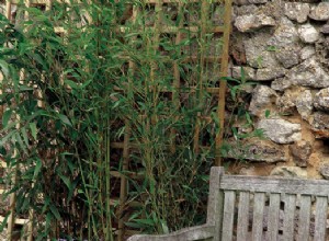 DIY : planter des bambous le long d’un mur