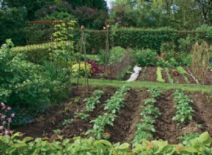 Potager : que planter ?