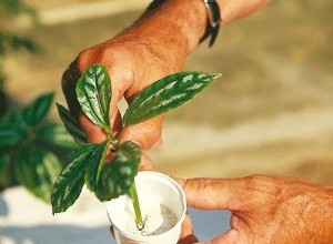 Bouturage de rameaux