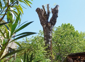 Élaguer un frêne dans les règles