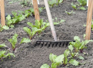 Outils de jardin : choisir le bon râteau