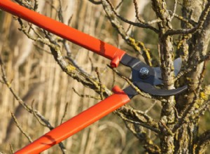 Outils de jardin pour tailler et ébrancher : le coupe-branche