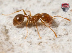 Attention aux piqûres des fourmis de feu