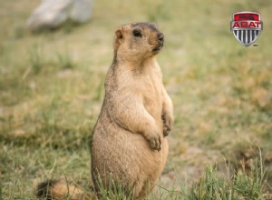 La marmotte siffle et hiberne