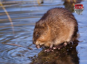 Le rat musqué