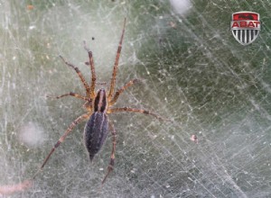 L’agélène de Potter : cette araignée qui se cache dans une toile en tunnel