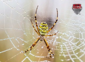 Argiope, une grosse araignée colorée