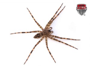 Dolomedes tenebrosus: la plus grande araignée du Québec