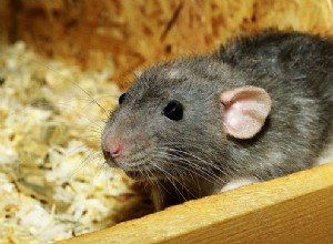 Rats : Quand appeler un professionnel ?