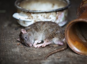 Des rats dans la maison, quels sont les risques ?