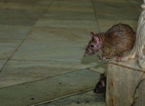 Tous les signes pour détecter la présence des rats