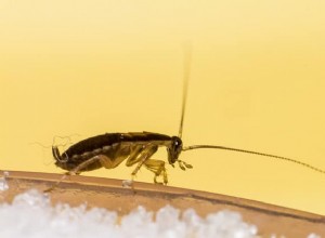 Infestation de blattes : quels risques et comment sen débarrasser ?