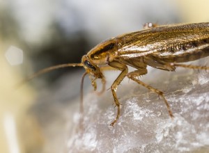 Comment choisir une entreprise de désinsectisation pour exterminer les cafards ?