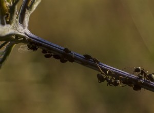 Ce quil faut savoir pour choisir son entreprise de désinsectisation de fourmis