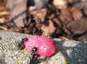 Fourmis : quand contacter un technicien ?